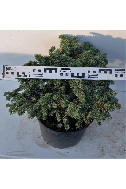 Ялина блакитна Вальдбрун в контейнері діаметр 30-40 см