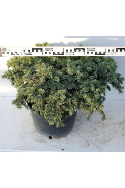 Ялина колюча Вальдбрун С5 діаметр 50-60 см