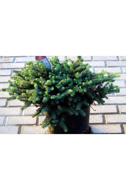 Ялина колюча Waldbrunn