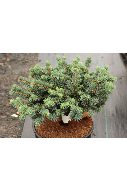 Ялина колюча Вальдбрун