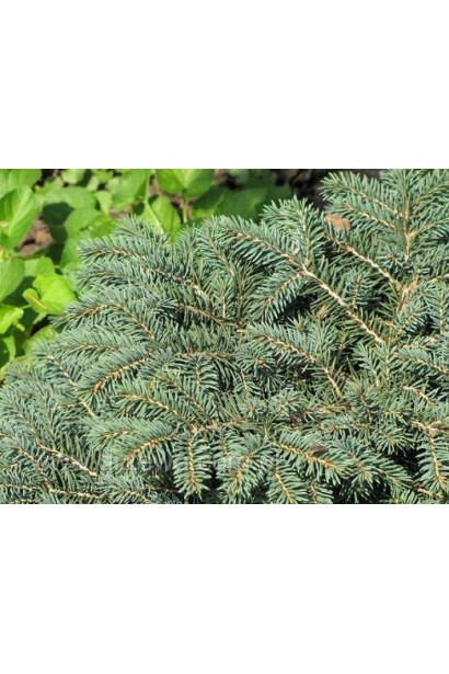 Ялина колюча Вальдбрун сріблясто-сиза хвоя