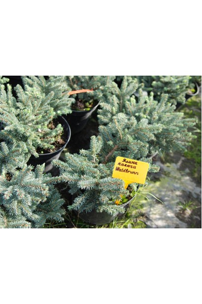 Ялина колюча Вальдбрун саджанці в садовому центрі