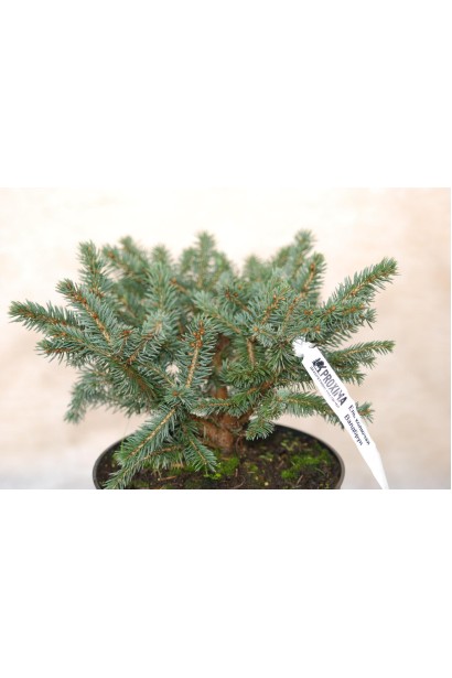 Picea Waldbrunn