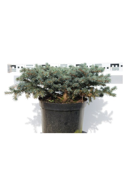 Ялина блакитна Waldbrunn діаметр 50-60 см