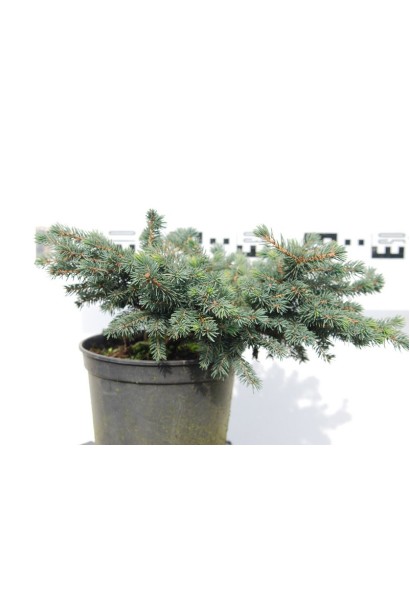 Picea pungens Waldbrunn