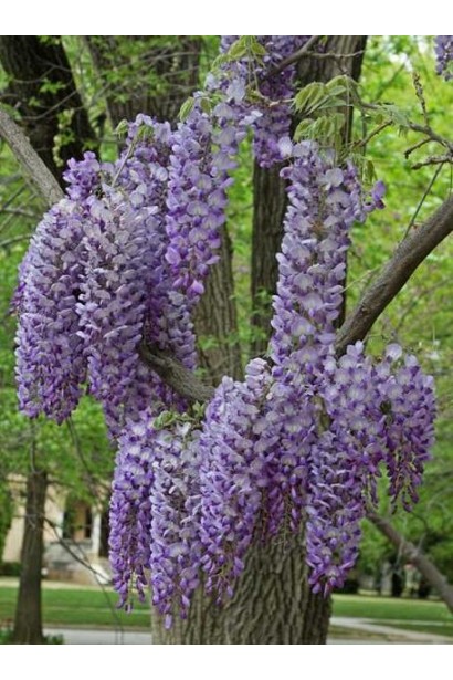 Вістерія / Гліцинія китайська Проліфік