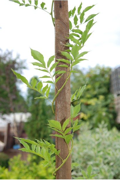 Вістерія Проліфік стебла обвивають опору проти годинникової стрілки