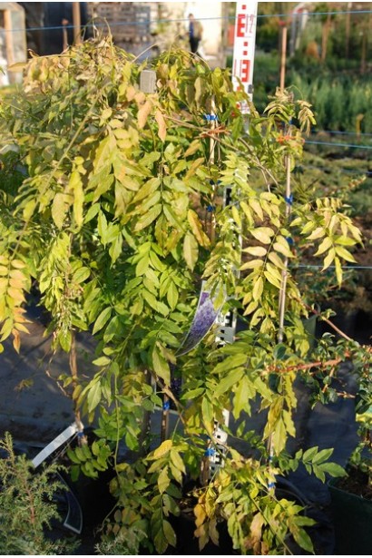 Wisteria sinensis Prolific