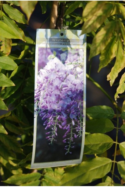 Вістерія Prolific