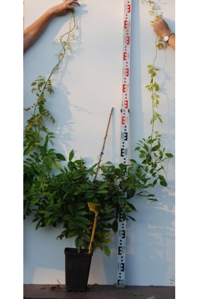 Вістерія / Гліцинія Проліфік в горщику 2 л 100-150 см