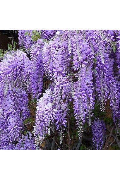 Вістерія китайська Проліфік рясні фіолетові суцвіття