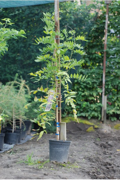 Вістерія Проліфік контейнер 5 л