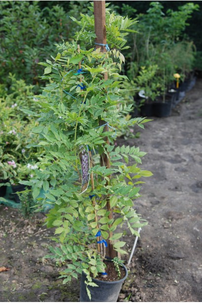 Гліцинія китайська Проліфік саджанець в садовому центрі