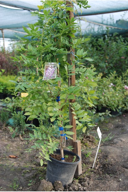 Вістерія фіолетова Проліфік в горщику