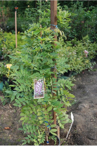 Декоративна квітуча ліана