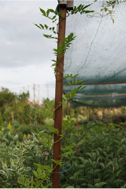 Гліцинія Проліфік саджанець з опорою
