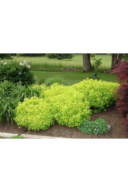 Спірея Голден Принцесс у ландшафтному дизайні.