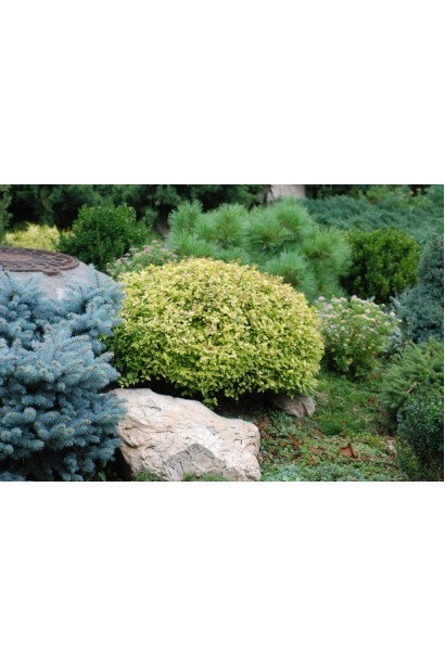 Ландшафтна окраса — спірея японська Голден Принцесс.