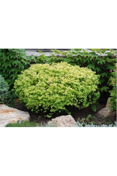 Спірея японська Голден Принцесс (рожева) 