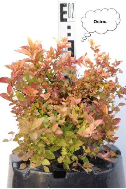 Спірея японська Голден Принцесс (рожева) восени