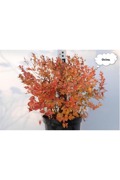 Спірея японська Голден Принцесс (рожева) восени