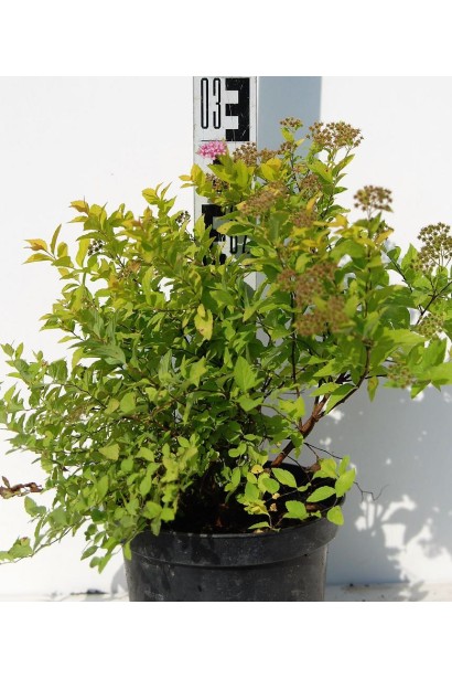 Спірея японська Голден Принцесс (рожева) - 3л/вис.30см/Ø40см