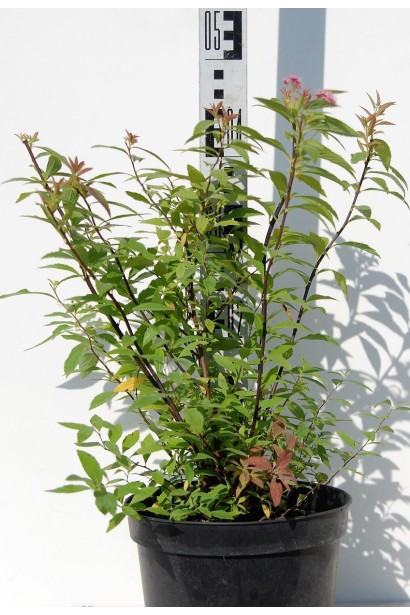 Спірея японська Голден Принцесс в садовому центрі