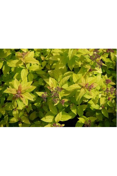 Листя спіреї Голден Принцесс змінюється з сезонними відтінками.