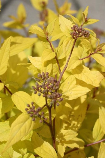 Золотисте листя спіреї Голден Принцесс