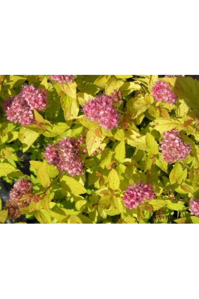 Спірея японська Голден Принцесс з яскраво-рожевими квітами.