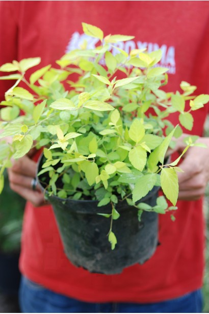 Низькоросла спірея Голден Принцесс для бордюрів.