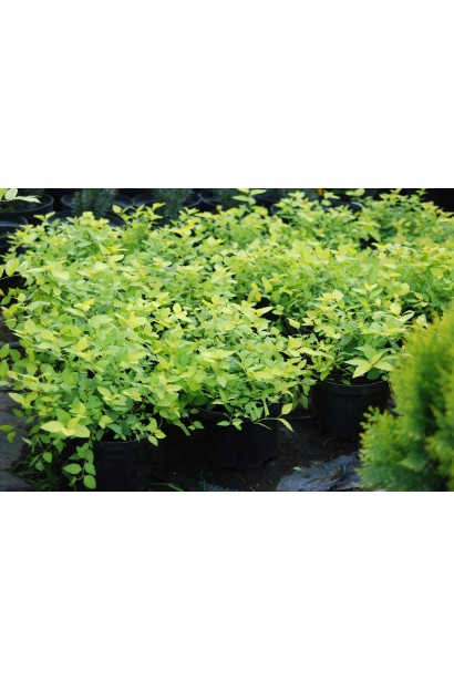 Спірея японська Голден Принцесс (рожева) 