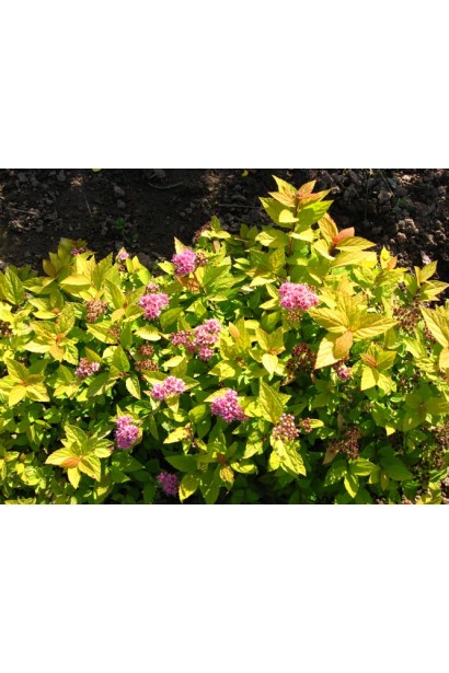 Декоративна спірея Голдмаунд з цвітінням.