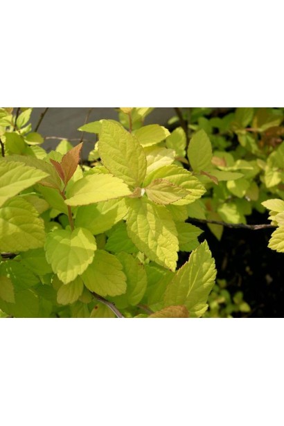 Золоте листя спіреї Голдмаунд.