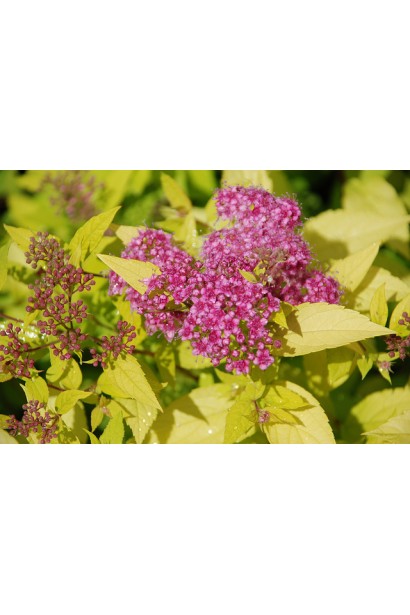 Рожеві квіти спіреї Голдмаунд на золотистому листі.