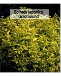 Спірея японська Голдмаунд | Спирея японская Голдмаунд | Spiraea japonica Goldmound