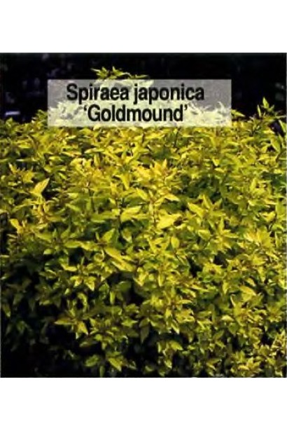 Спірея японська Голдмаунд