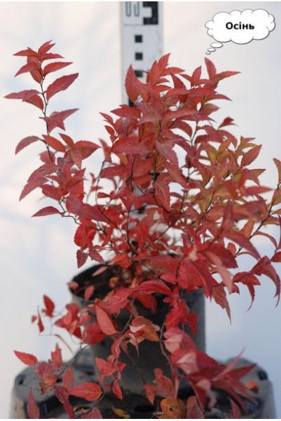 Спірея японська Голдмаунд восени