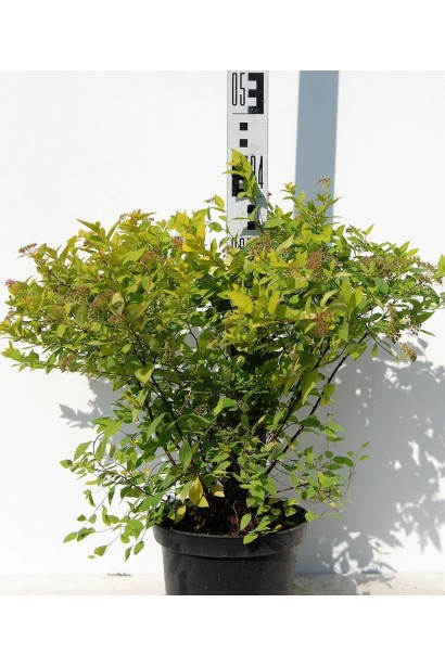 Спірея японська Голдмаунд - 3л/вис.40-45см/Ø40-50см