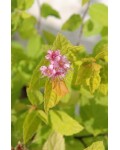 Спирея японская Голдмаунд | Спірея японська Голдмаунд | Spiraea japonica Goldmound (Розовый)