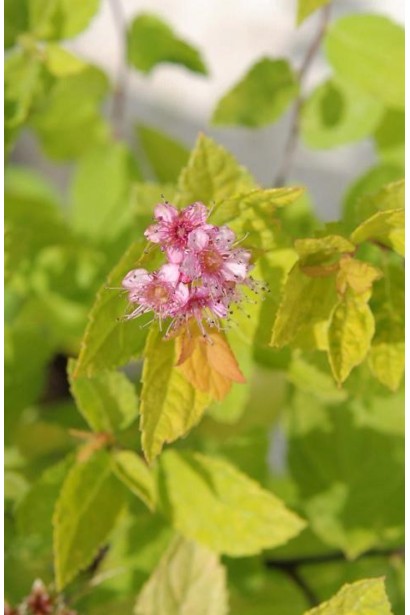 Spiraea japonica Goldmound