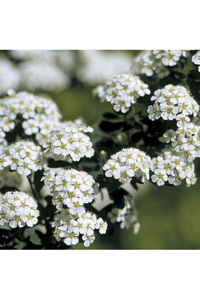 Ніжне цвітіння спіреї ніппонської Сноумаунд.