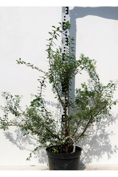 Спірея ніппонська Сноумаунд біла