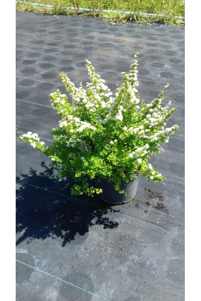 Ефектний акцент для клумби — спірея Сноумаунд.