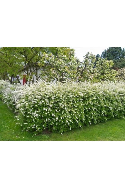 Живопліт зі спіреї ніппонської Сноумаунд.