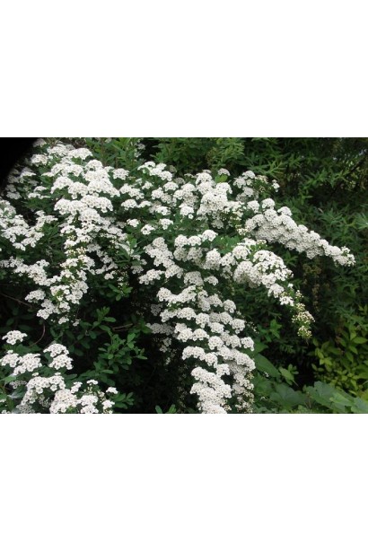 Спірея Сноумаунд із білосніжними квітами в саду.