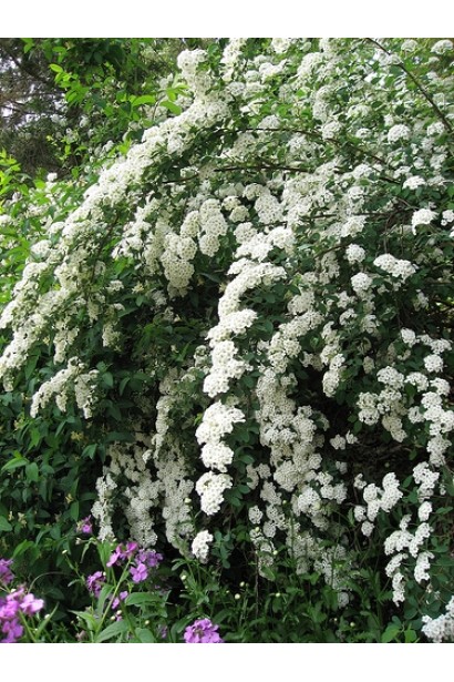 Кущ із пишними білими суцвіттями влітку.