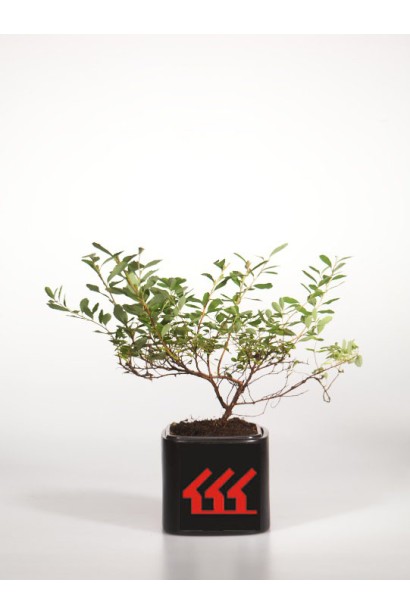 Spiraea nipponica Snowmound