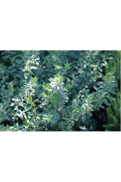 Спірея ніппонська Сноумаунд для саду та ландшафтів.