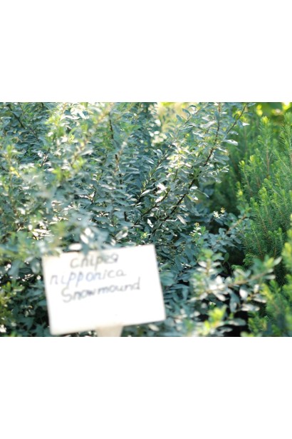 Spiraea nipponica Snowmound